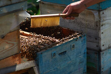 The Beekeeper Checks And Maintains The Hives With Bees, Holds The Frame With The Honeycomb In His Hands For Inspection