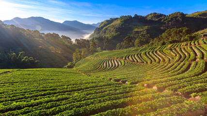 Wall Mural - Landscape view of Strawberry garden farmland with sunrise at doi ang khang Chiang Mai, Thailand. with Misty and mountain morning sunrise background