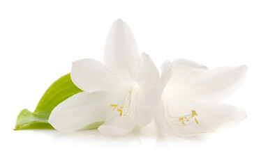 Bouquet of white lilies