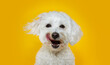 Funny dog licking its lips with tongue out. Isolated on yellow background.