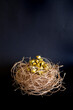 golds  in a nest