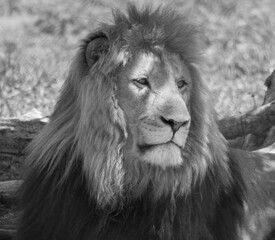 Sticker - Black and white lion close up