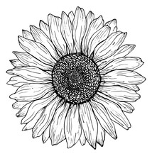 Black Outline Sunflower Line Art Isolated On White Background. Hand Drawing Botanical Vector Illustration.