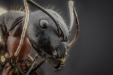 Head of ant. Extreme macro