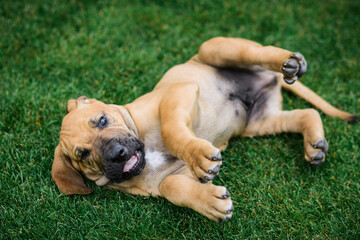 Adorable Fila Brasileiro puppy portrait