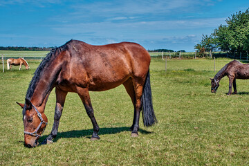 Horses graze in a meadow in a corral on a sunny day