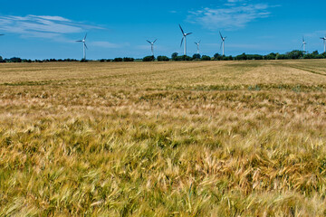 Field of ripening wheat with windmill in the background.