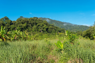 Wall Mural - Landscape in Ketambe in the south of the Gunung Leuser National Park on the island of Sumatra in Indonesia