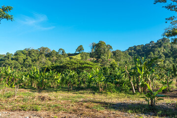 Wall Mural - Hilly landscape and mountains in Ketambe in the south of the Gunung Leuser National Park on the island of Sumatra in Indonesia