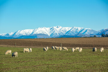 Wall Mural - Beautiful landscape of the New Zealand - hills covered by green grass with herds of sheep with snow mountain.