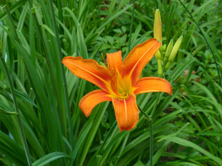 Sticker - orange lily flower