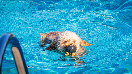 Canvas Print - dog in the pool