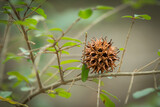 Fototapeta Dmuchawce - Dried, spiky, sweetgum ball sitting on a branch.