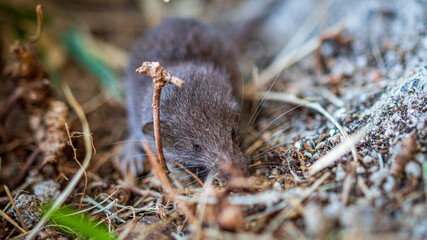 Wall Mural - close up of a mole