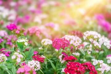 Wall Mural - summer background with pink flowers and sunlight. Garden carnation in a flower bed. Space for text