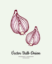 Cutted Bulb Red Onion Hand Drawn Vector Illustration. Modern Line Ink Vegetable Onion Halves Illustration. Hand Drawn Vector Bright Red White Onion Isolated Poster Banner Postcard Logo Icon Sticker