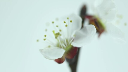 Canvas Print - Spring flowers opening. Beautiful Spring Apricot tree blossom open timelapse, extreme close up. Time lapse of Easter fresh pink blossoming apricot closeup. Blooming backdrop on white 4K UHD