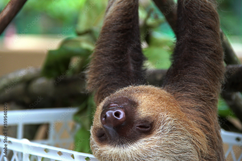 Oso Perezoso De Dos Dedos Tierno Bebe Colgando De Un Arbol En Un Centro De Rescate En Costa Rica Animal Mamifero Exotico De Selva Tropical Wall Mural Juan Oso Perezoso De Dos Dedos Tierno Bebe Colgando De Un Arbol En Un Centro De Rescate En Costa Rica Animal Mamifero Exotico De Selva Tropical Wall Mural Juan