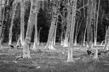 B&W of a cluster of barren trees in a field in Yellowstone National Park.