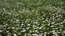 Big White Daisies On A Field In Summer Swaying In The Wind