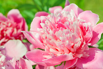 Wall Mural - pink flowers peonies flowering in garden in spring