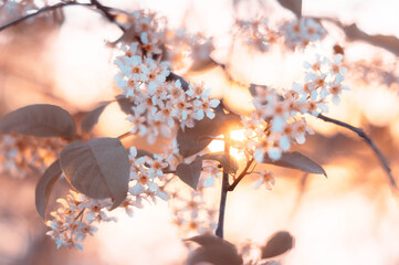 Apple tree on the background of sun glare
