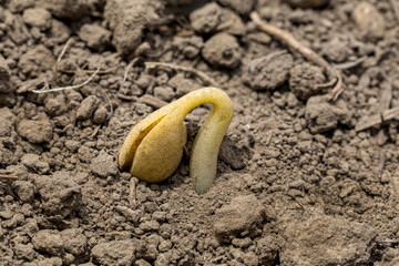 Wall Mural - Closeup of young soybean plant with cotyledon emerging from soil in farm field. VC growth stage