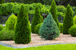Landscaping of a backyard garden with evergreen conifers and thuja by yellow stone mulch in a summer greenery park with decorative landscape design, nobody.