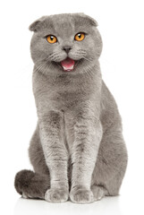 Canvas Print - Portrait of a Scottish fold cat on a white background