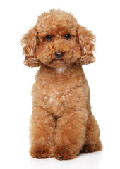 Sticker - Poodle puppy sits on white background