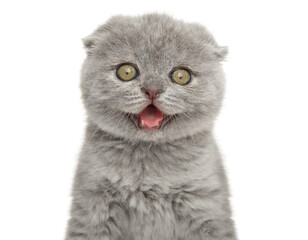 Canvas Print - Scottish fold kitten on a white background.