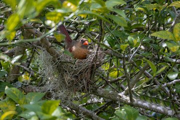 Photo of a female cardinal on her nest in a lemon tree