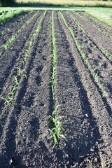 Canvas Print - Row of New Corn Plants