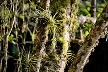 Tillandsia Geminiflora No Tronco Da árvore Na Floresta