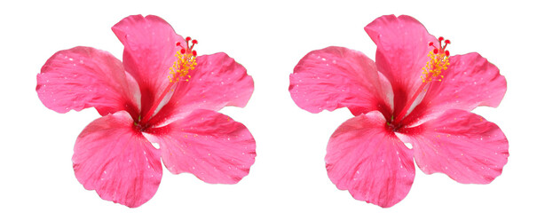 Wall Mural - isolated​ pink hibiscus flower on​ white​ background.​