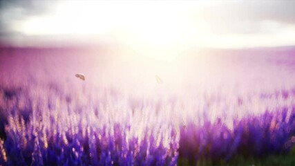 Wall Mural - butterflies in lavender field. concept of nature. broadcast. Realistic 4k animation.
