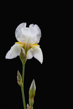 White Bearded Iris (iris X Germanica) With Water Droplets On The Petals In Front Of A Black Background.