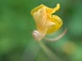 Fototapeta Tulipany - Closeup yellow petals wild flower plants in garden with green blurred background ,macro image ,soft focus ,swet color for card design