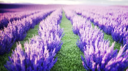 Wall Mural - lavender fields. Wonderfull sunrise. Realistic 4k animation.