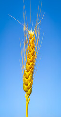 Wall Mural - wheat ear on the blue background