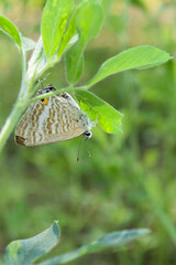 Wall Mural - Brown Asian butterfly on green plant leaf, animal insect close up, beautiful macro wildlife