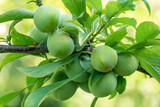 Fototapeta Morze - Branch with green plums in a garden, fruit