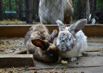 Two rabbits eat in the zoo aviary