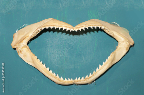 Shark jaw on the wall. shark teeth and fangs - sea trophy. Poster Mural XXL