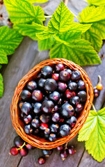 Canvas Print - fresh berries