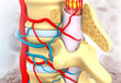 Human vertebral anatomy, spinal cord.3d illustration