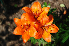 A Close Up Of Orange Asiatic Lilies Of The ‘Orange Pixie’ Variety In The Garden On A Sunny Day, Top View