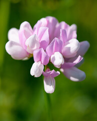 Wall Mural - white-lilac flower on a green background