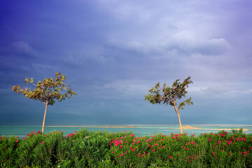 Two trees on the beach. Seascape with trees, sea, and dramatic sky. Nature landscape. Dead sea, Israel