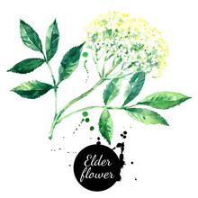 Watercolor Hand Drawn Elder Flower Illustration. Vector Painted Sketch Isolated On White Background